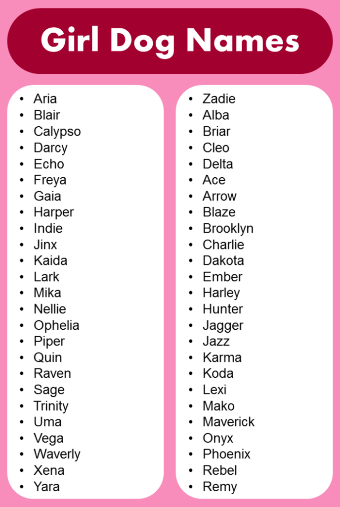 list-of-most-popular-girl-dog-names-grammarvocab