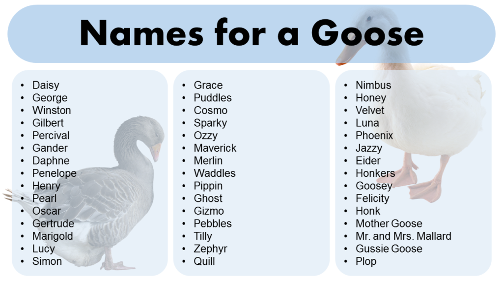 Names for a Goose