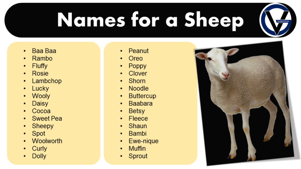 Good Names for a Sheep Naming Ideas GrammarVocab