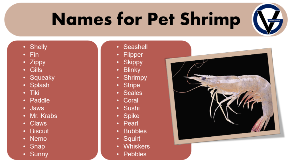 List of Names for Pet Shrimp | Naming Ideas - GrammarVocab