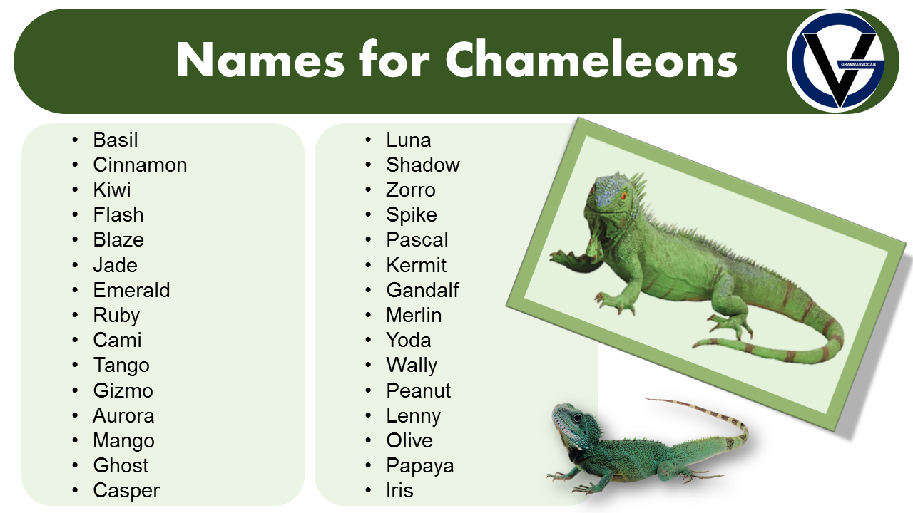 list-of-names-for-pet-spiders-naming-tips-grammarvocab