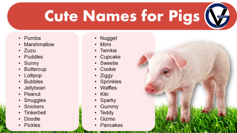 Cute Names for Pet Pigs | Name Ideas That Will Suit Your Pet - GrammarVocab