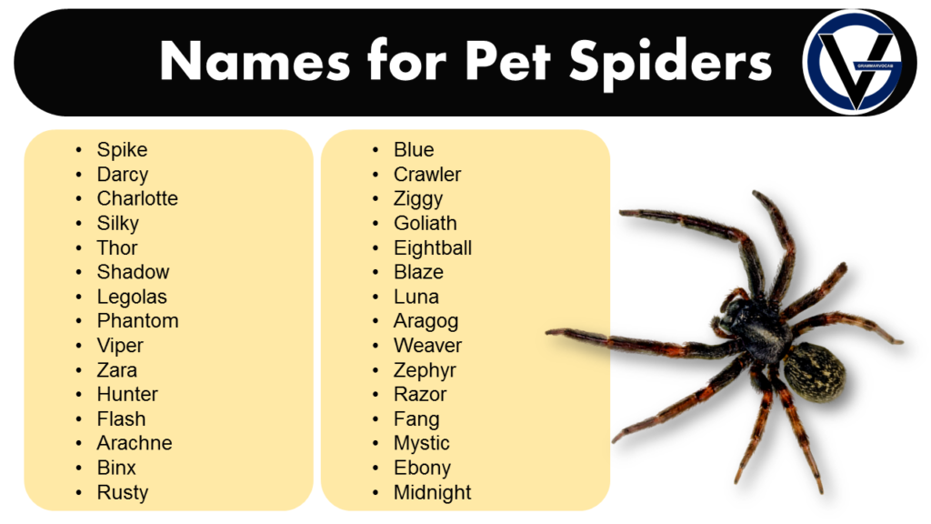 Names for Pet Spiders