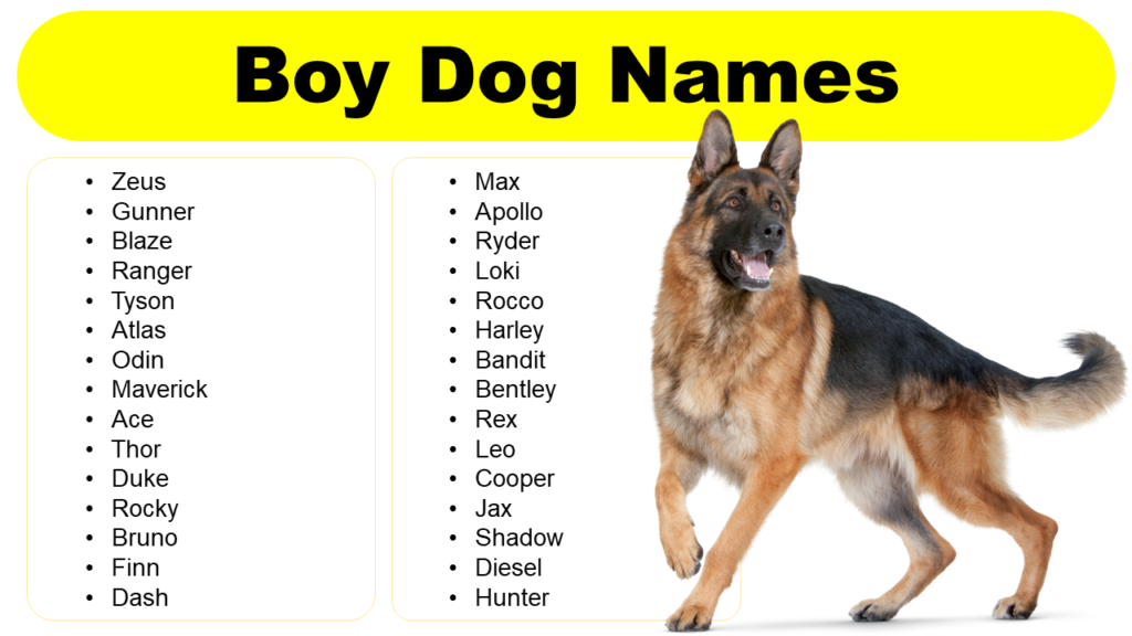 Boy Dog Names: Cool, Cute, Popular, Funny, and Strong - GrammarVocab