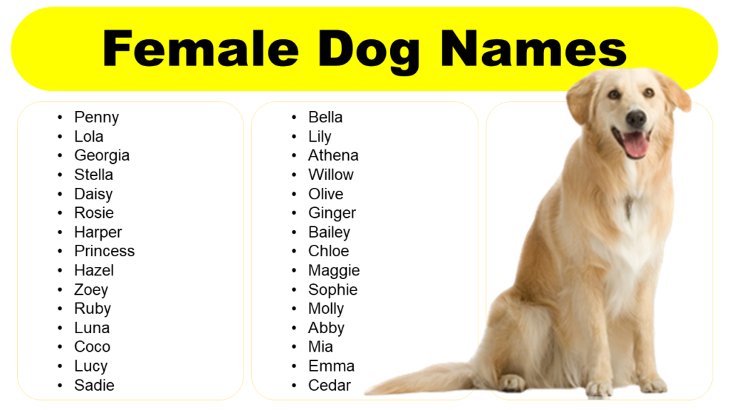 female-dog-names-in-english-unique-strong-stylish-fancy-grammarvocab