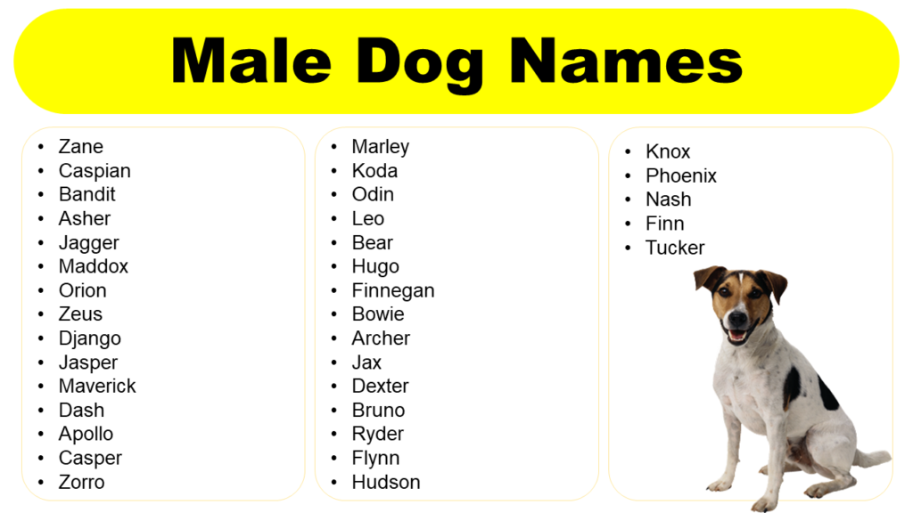 Male Dog Names