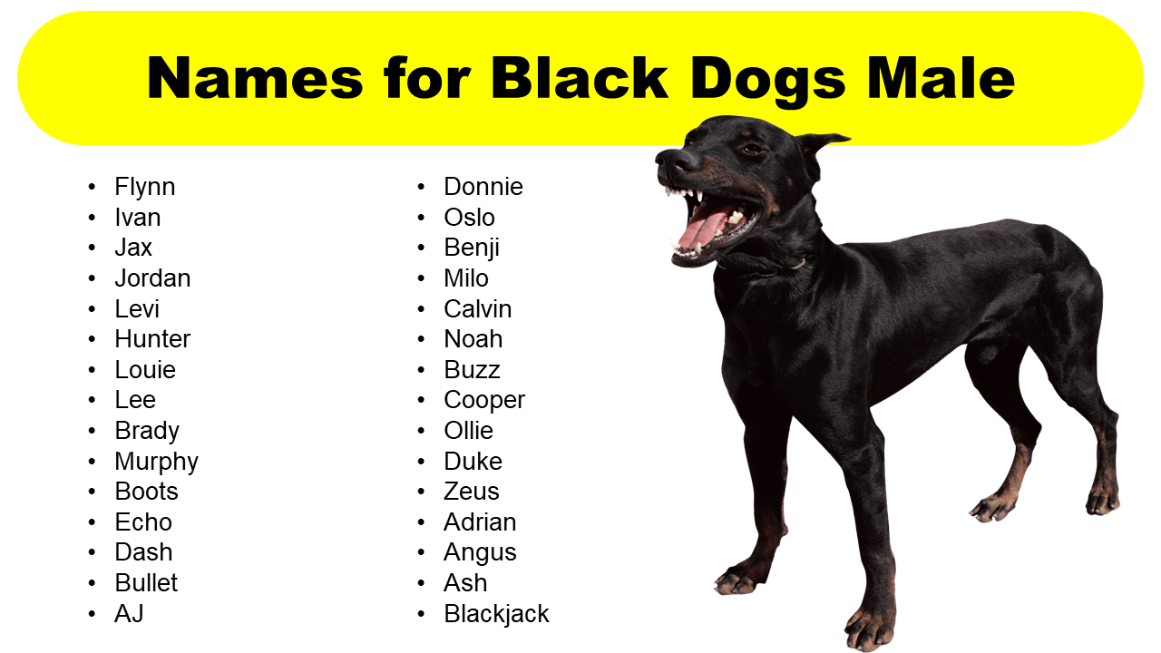 List of Male Black Dog Names - GrammarVocab