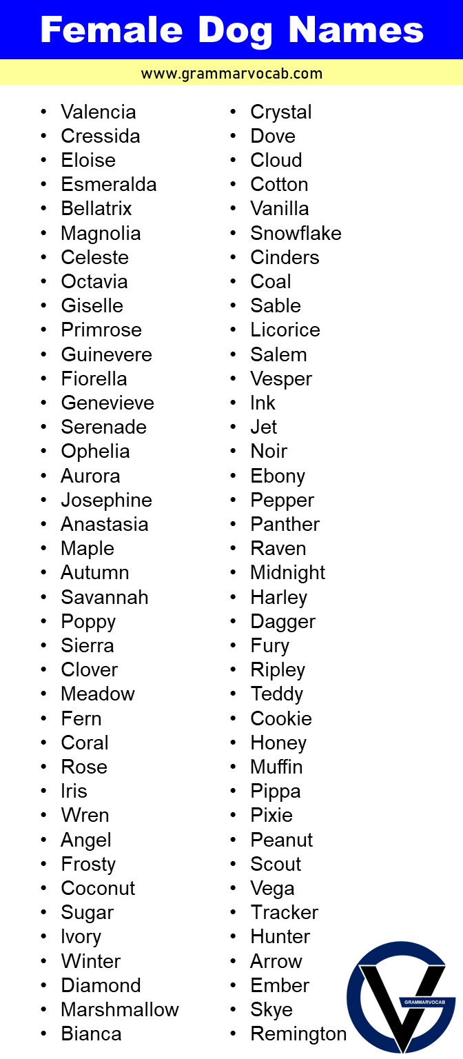 Female Dog Names In English Unique Strong Stylish Fancy GrammarVocab