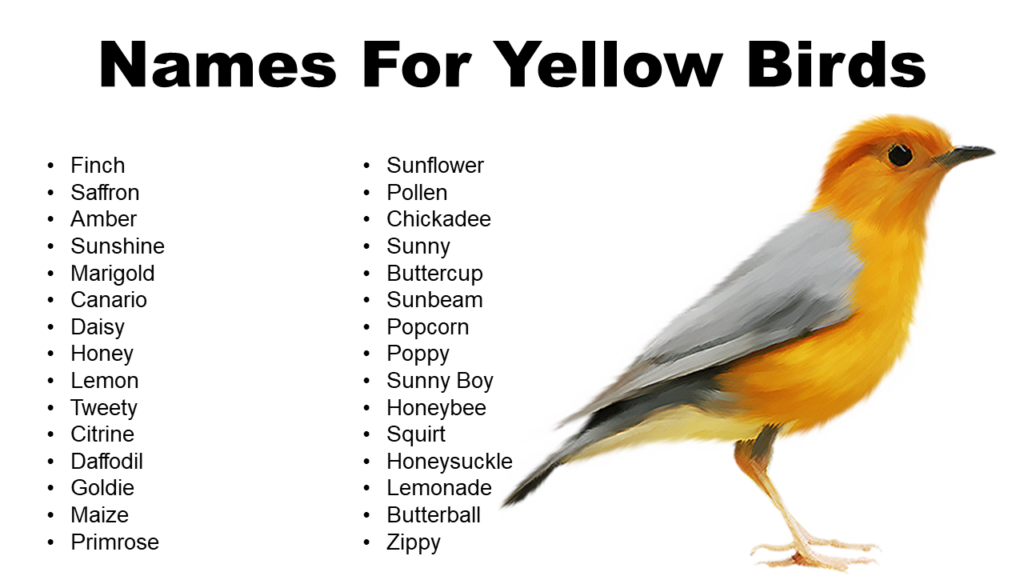 Names for Yellow Birds