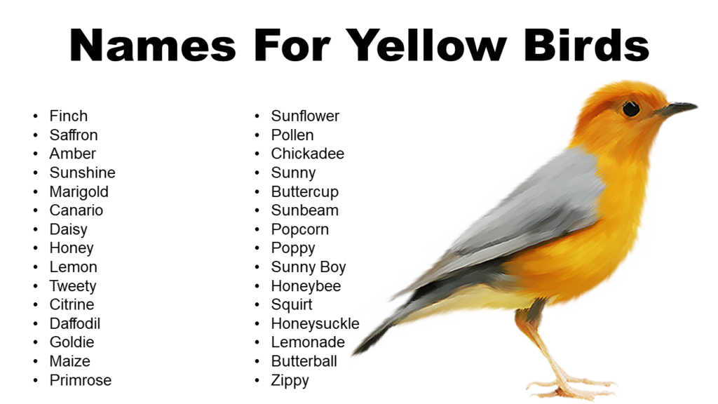 Yellow Bird Names List Of Names For Yellow Birds GrammarVocab