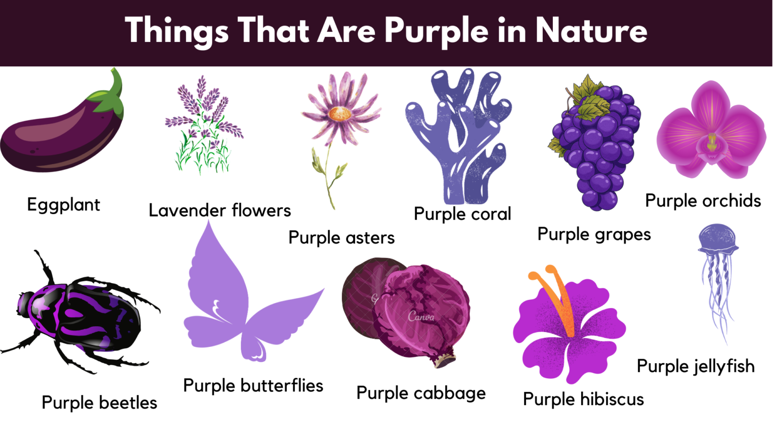 Things That Are Purple | Naturally Purple Things - GrammarVocab