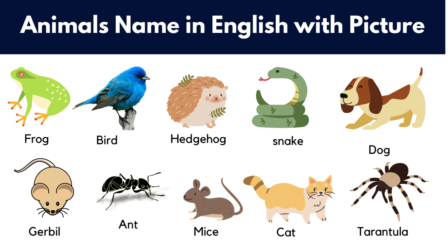 list-of-animals-name-in-english-with-picture-download-pdf-grammarvocab