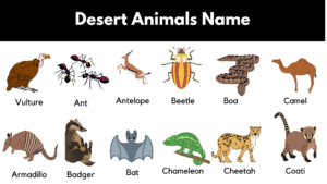 Desert Animals List With Pictures & Facts - GrammarVocab