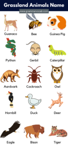 List of Grassland Animals in English with Pictures | PDF - GrammarVocab