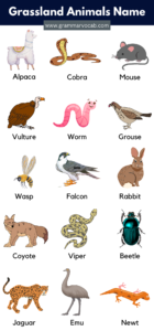 List of Grassland Animals in English with Pictures | PDF - GrammarVocab