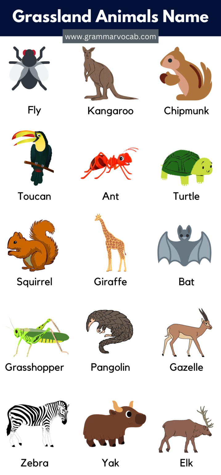 List of Grassland Animals in English with Pictures | PDF - GrammarVocab