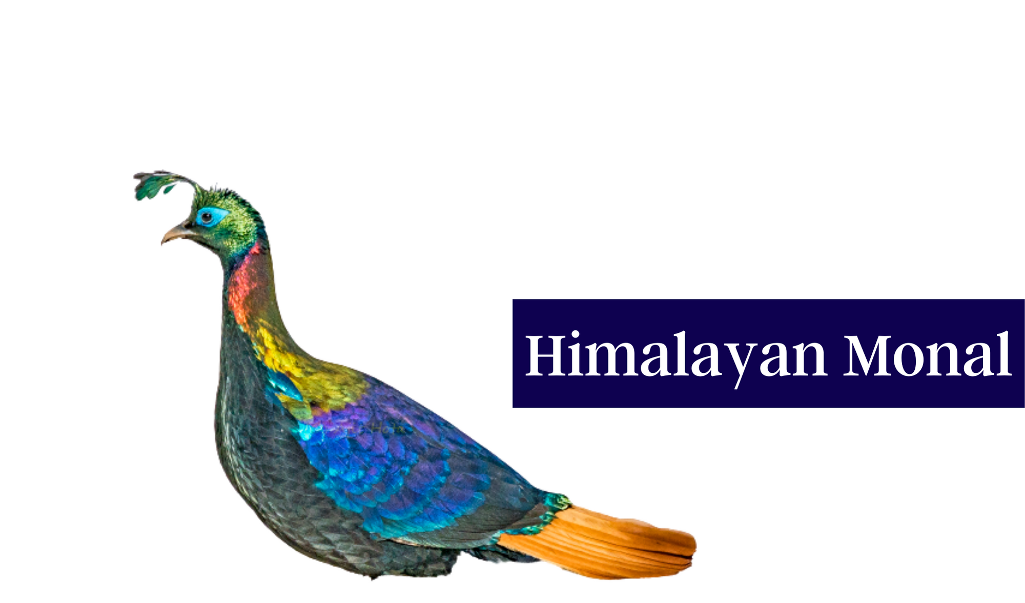 Himalayan Monal