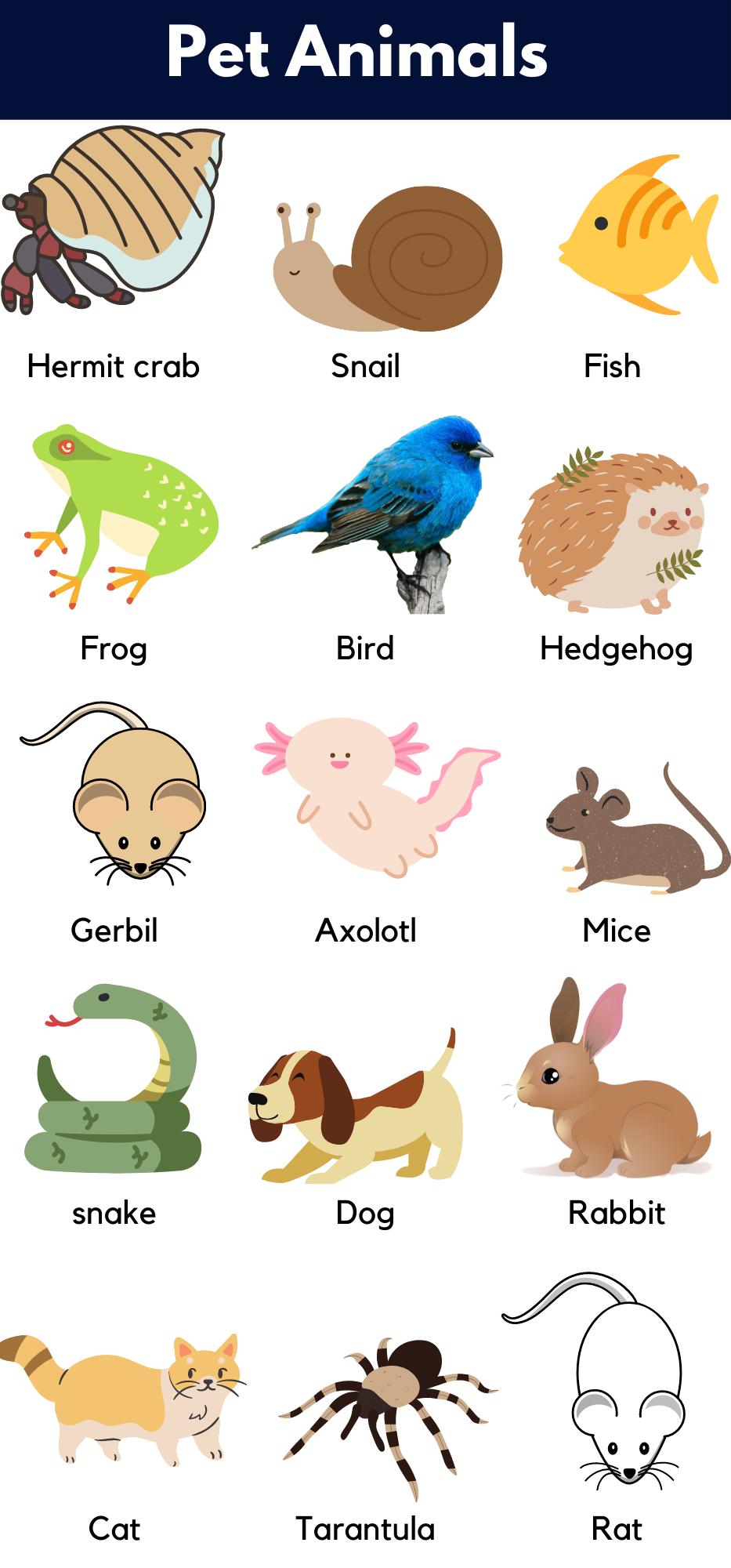 Pet Animals Name