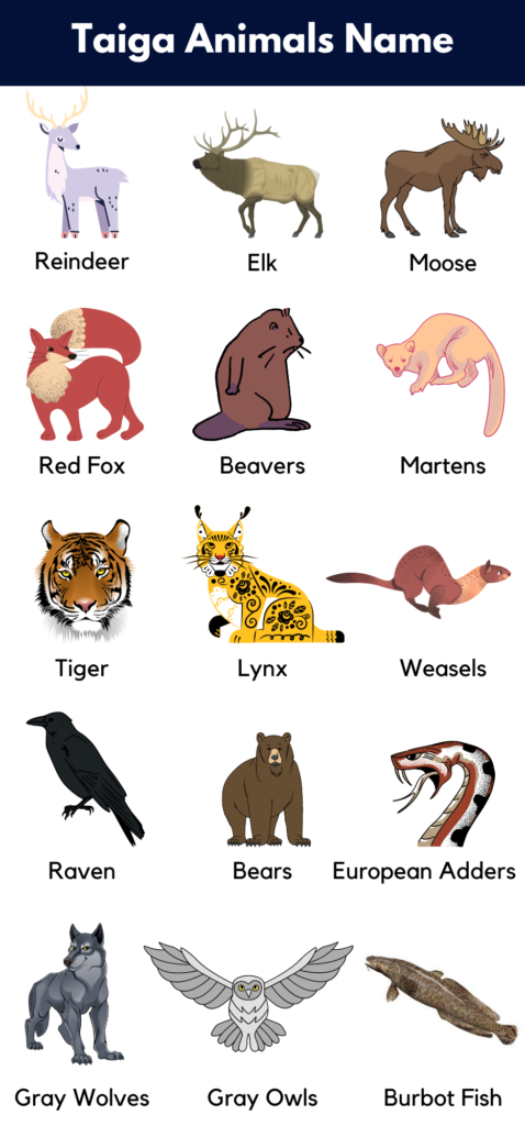 Taiga Animals List, Facts and Pictures - GrammarVocab
