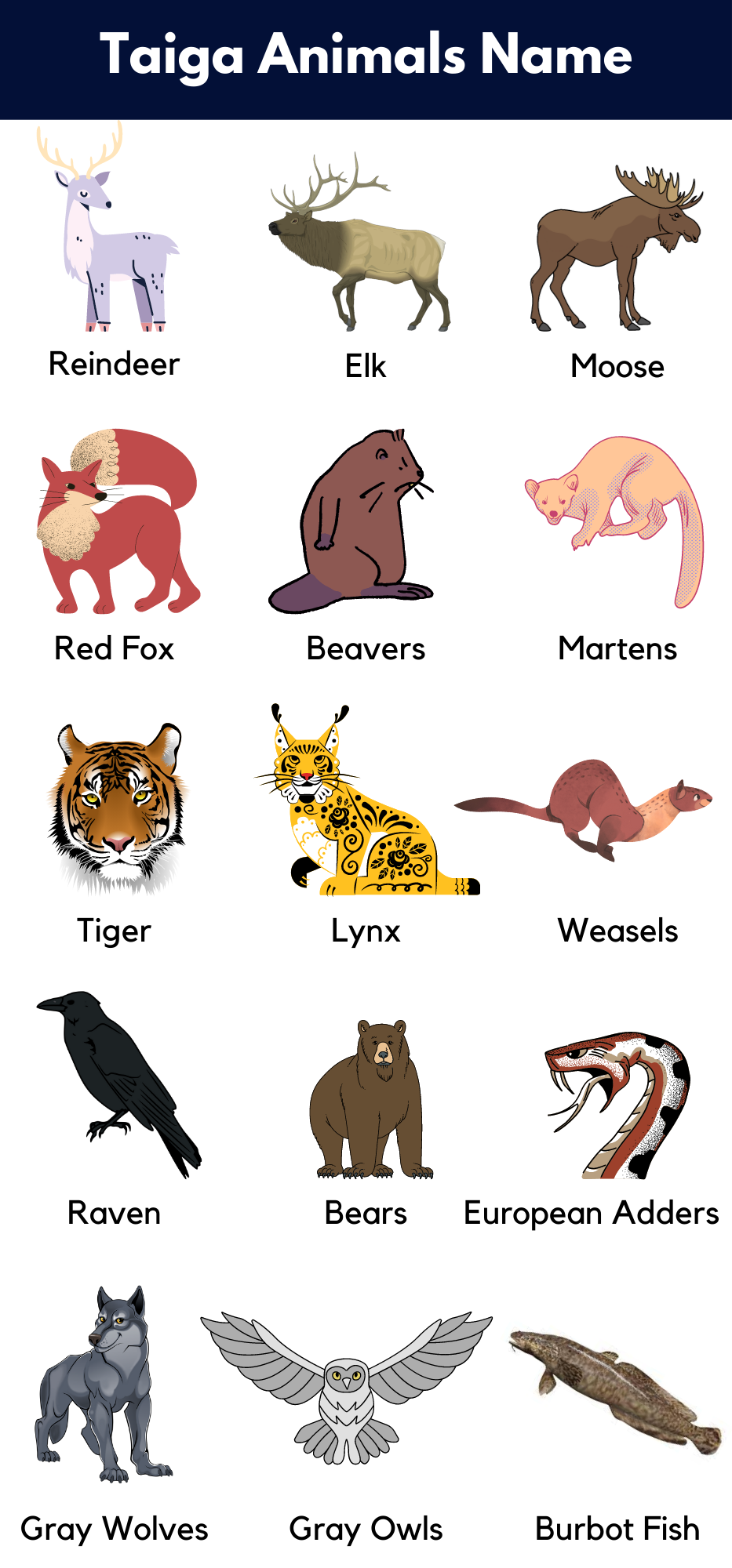 English Vocabulary For Taiga Animals