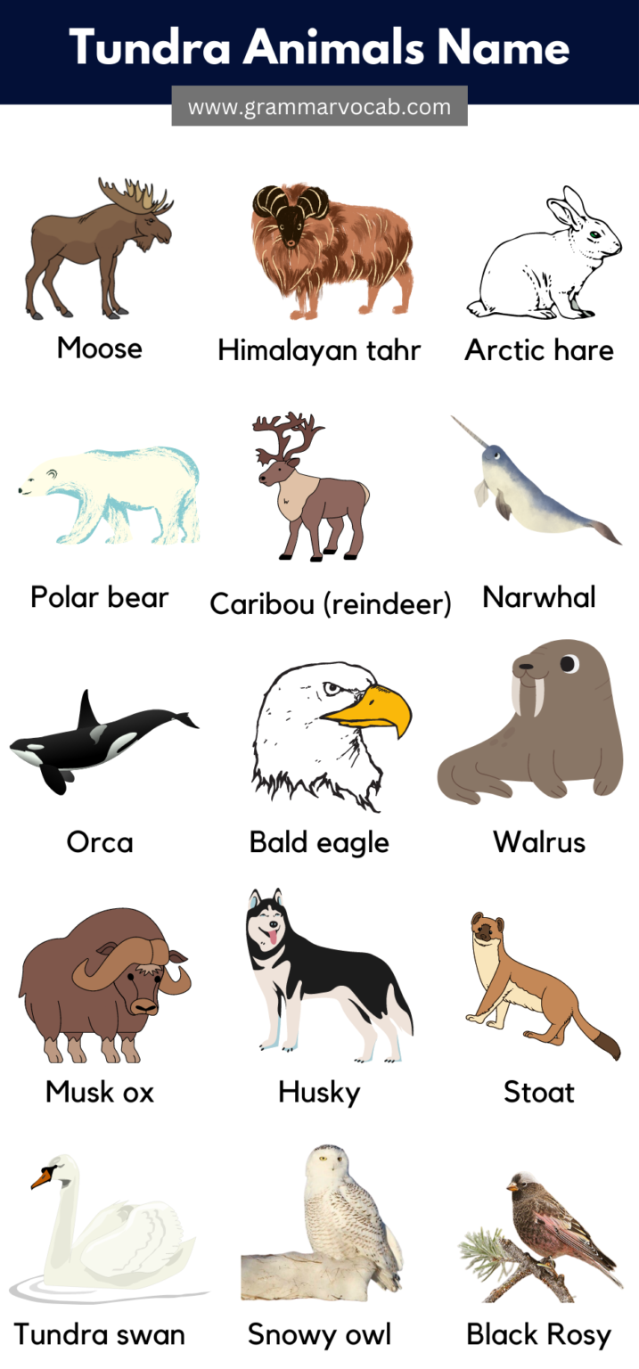 Animals That Live in The Tundra Pictures & Facts - GrammarVocab