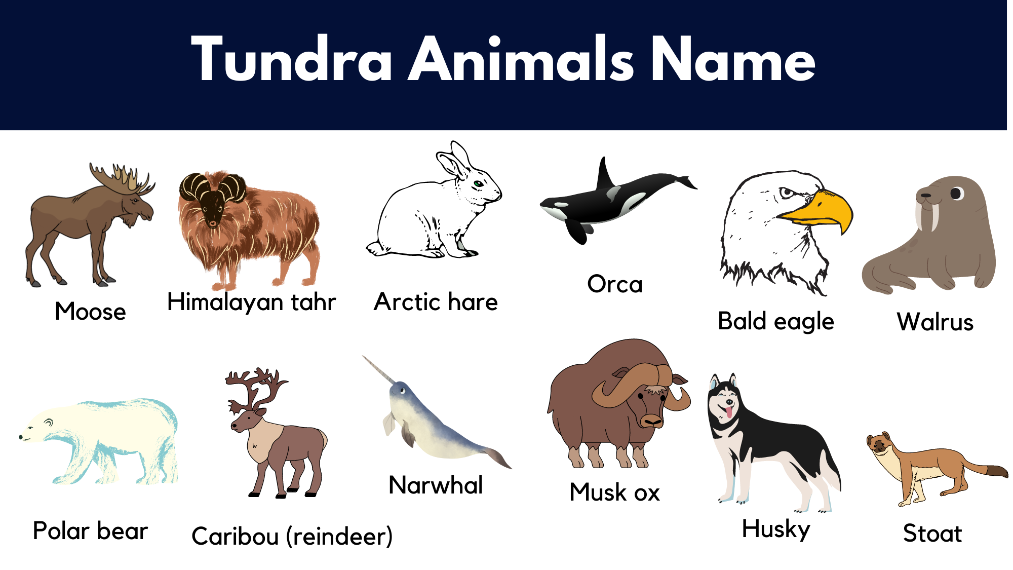arctic tundra animals list