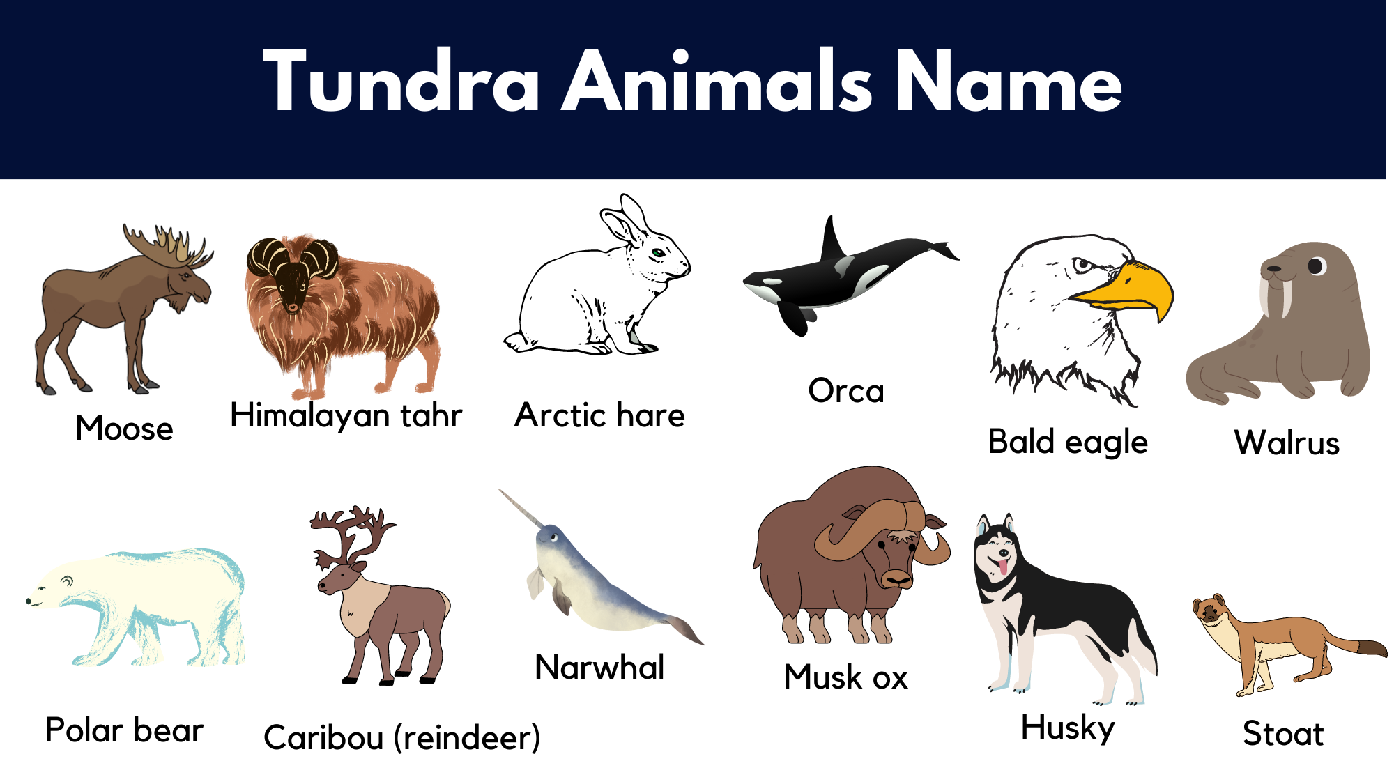 composer of animals in the tundra