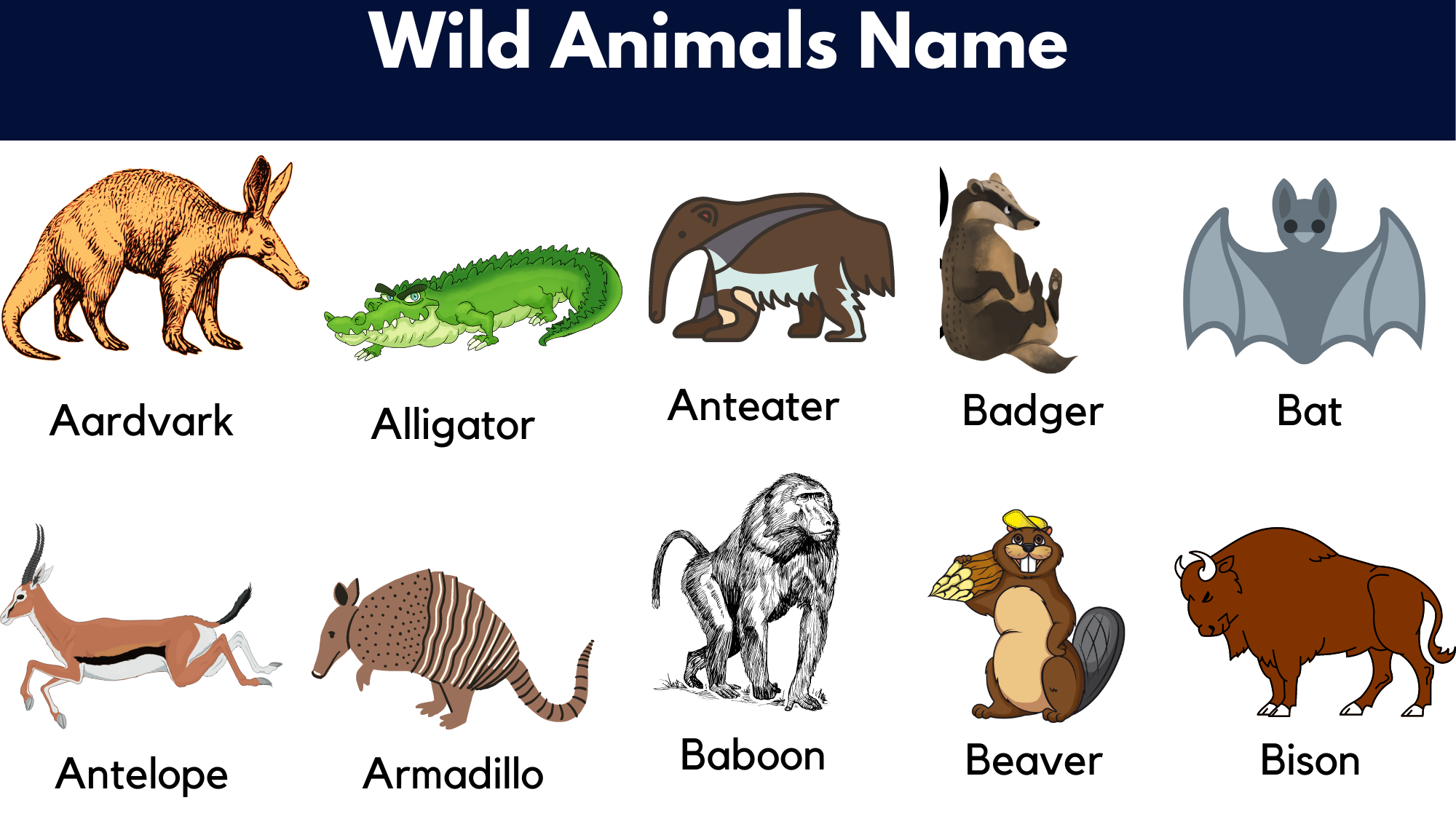 20 Wild Animals Name List In English With Pictures English 55 OFF