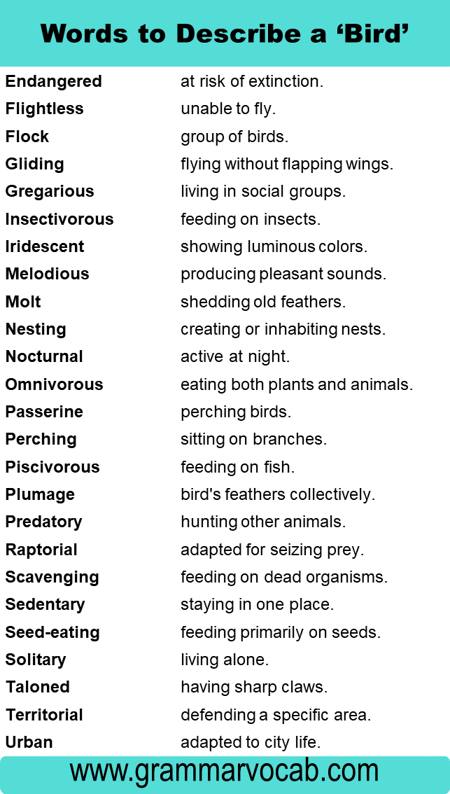 Adjectives For Birds